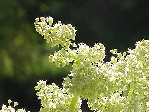 Chinese rhubarb: Species : Rheum officinale Family : Polygonaceae Image No. 1
