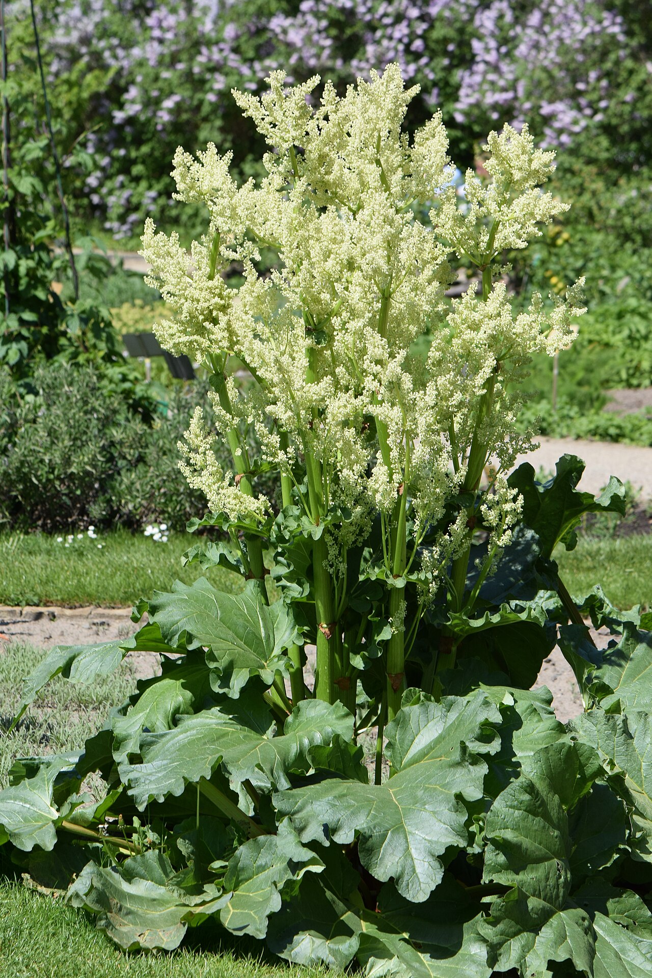 Chinese rhubarb: Rheum officinale in the Botanischer Garten, Berlin-Dahlem