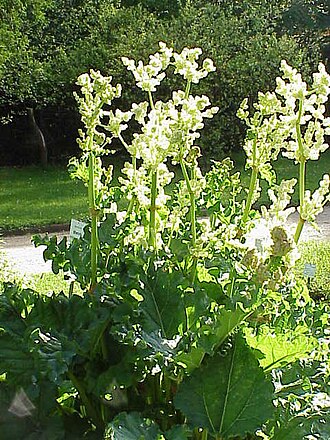 Chinese rhubarb: Species : Rheum officinale Family : Polygonaceae Image No. 2