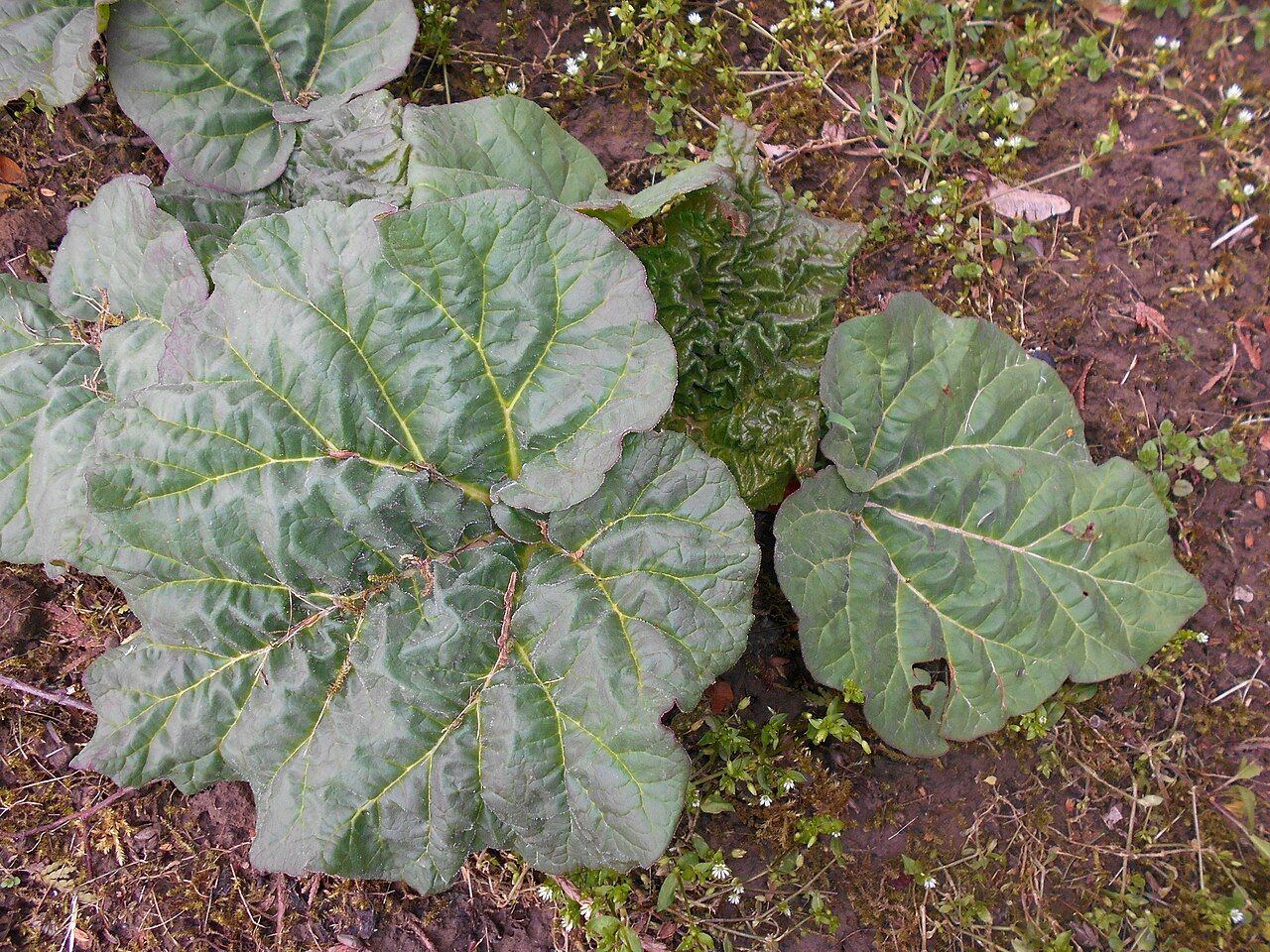 Chinese rhubarb: Rabarbar lekarski ( Rheum officinale ), Ogród Botaniczny UMCS w Lublinie