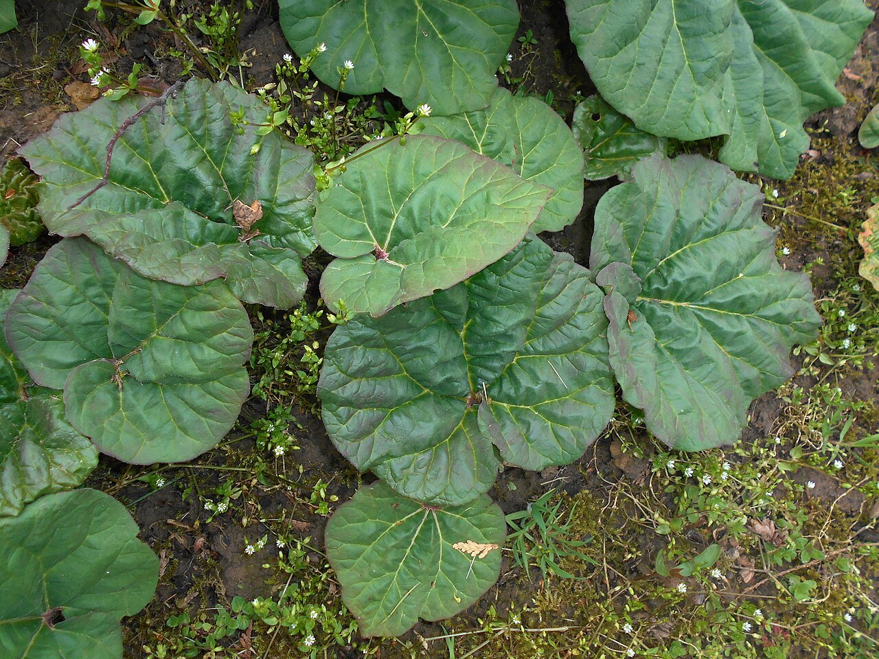 Chinese rhubarb: Rabarbar lekarski ( Rheum officinale ), Ogród Botaniczny UMCS w Lublinie