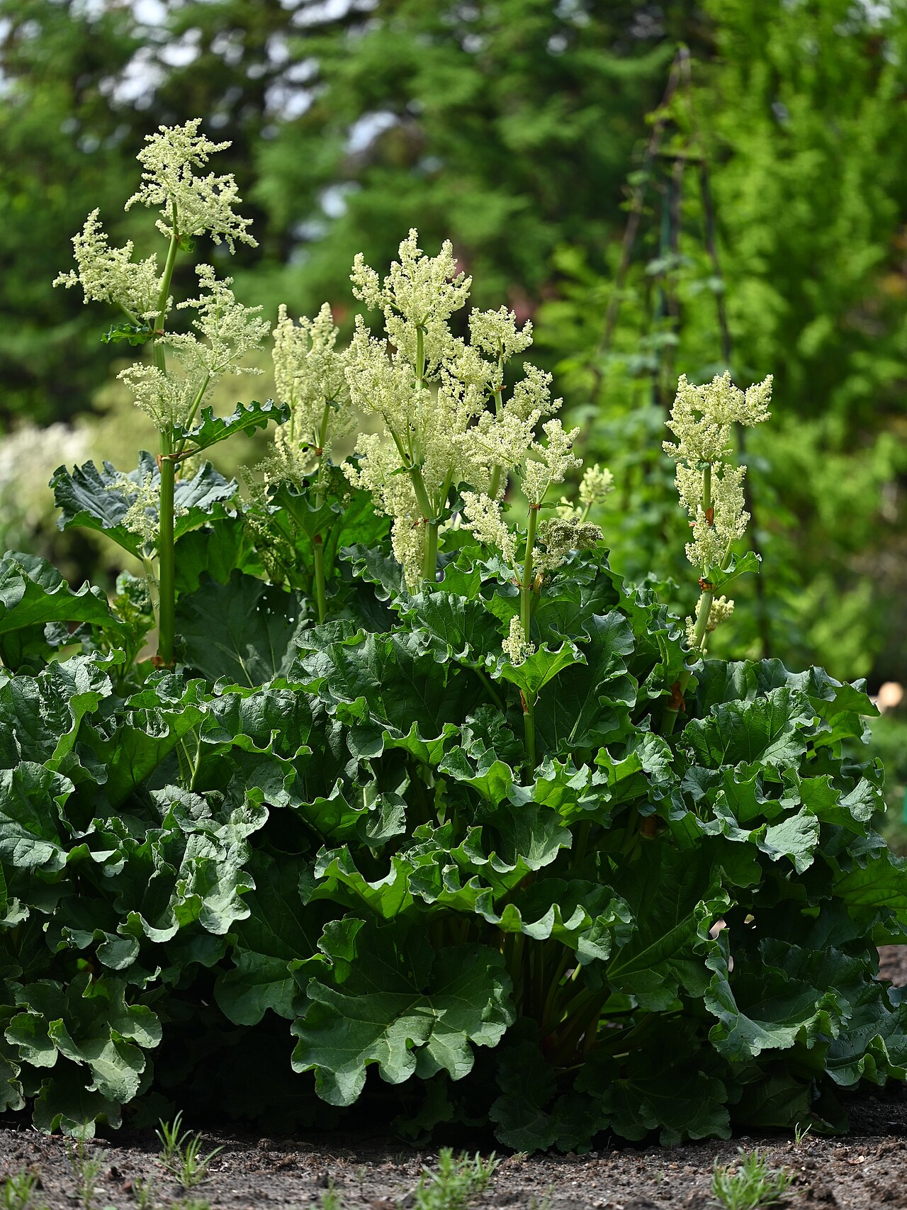Chinese rhubarb: Rheum officinale in the Botanischer Garten, Berlin-Dahlem