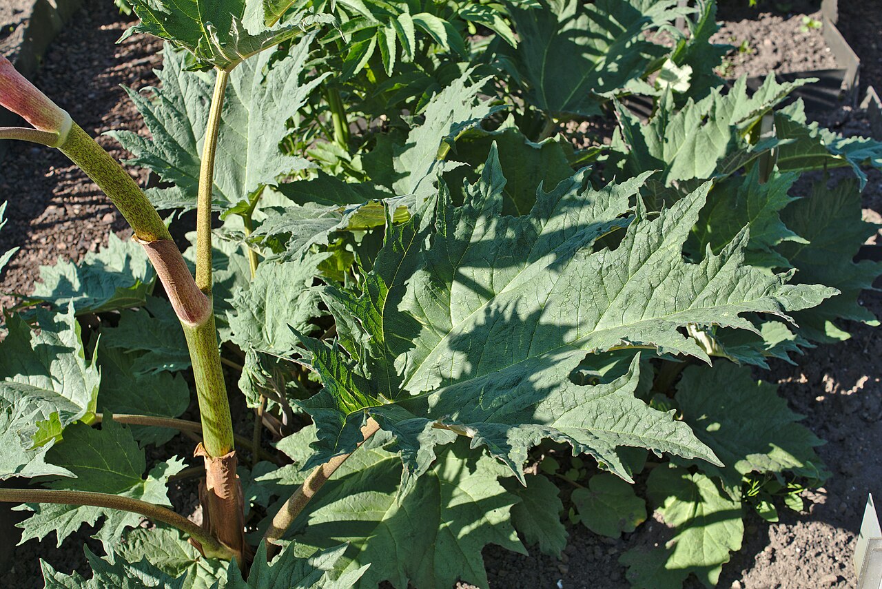 Chinese rhubarb: Rheum Palmatum (Medizinalrhabarber) im Apothekergarten Seligenstadt
