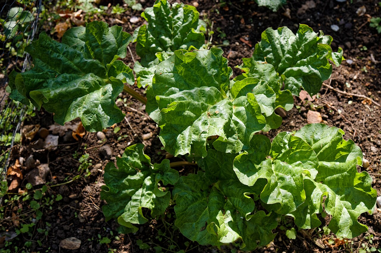 Chinese rhubarb: Rhubarb Rheum palmatum , 'Victoria' at Heyrons . The garden, in High Easter , Essex , England, is, as of 2025, part of the National Garden Scheme . Of six areas