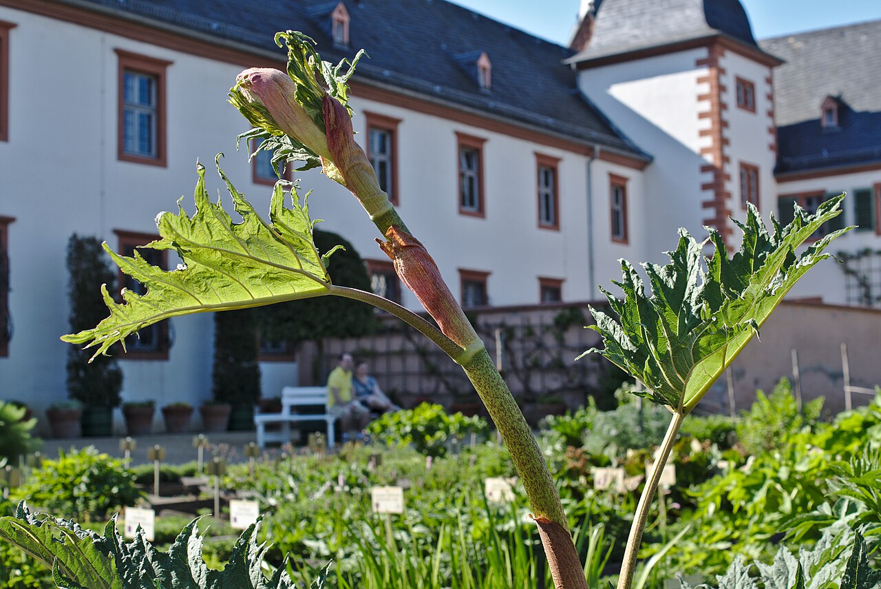 Chinese rhubarb: Rheum Palmatum (Medizinalrhabarber) im Apothekergarten Seligenstadt