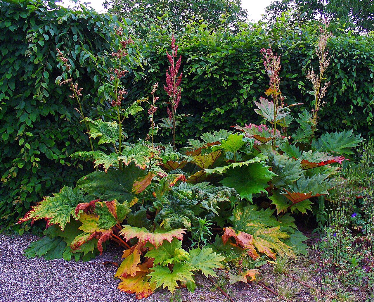 Chinese rhubarb: Rheum palmatum , Polygonaceae, Chinese Rhubarb, habitus. Karlsruhe, Germany.