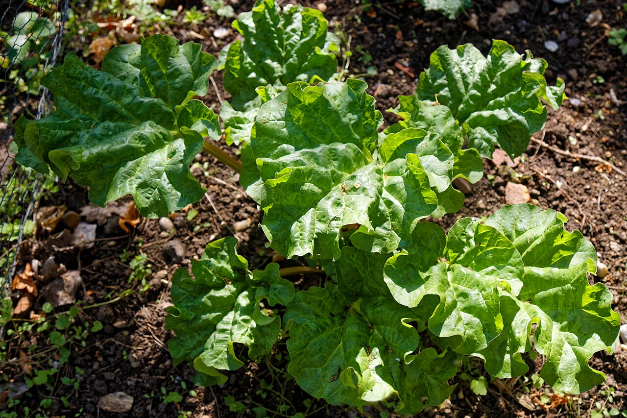 Chinese rhubarb: Rhubarb Rheum palmatum , 'Victoria' at Heyrons . The garden, in High Easter , Essex , England, is, as of 2025, part of the National Garden Scheme . Of six areas