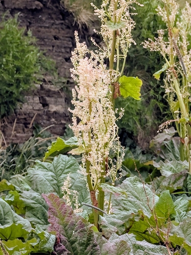Garden rhubarb (Rheum rhabarbarum)