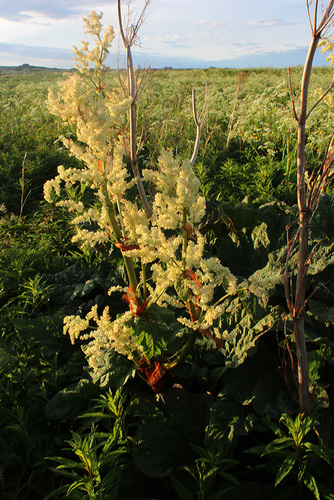 Garden rhubarb (Rheum rhabarbarum)