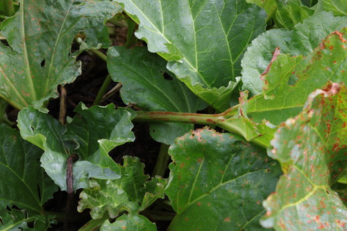 Garden rhubarb (Rheum rhabarbarum)