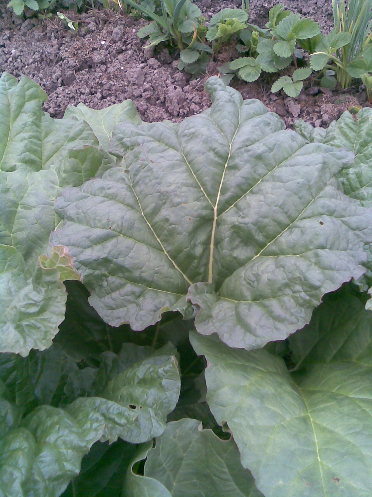 Garden rhubarb: Rhubarb (Rheum rhabarbarum) leaves in my garden in Lónyaytelep, Transylvania.