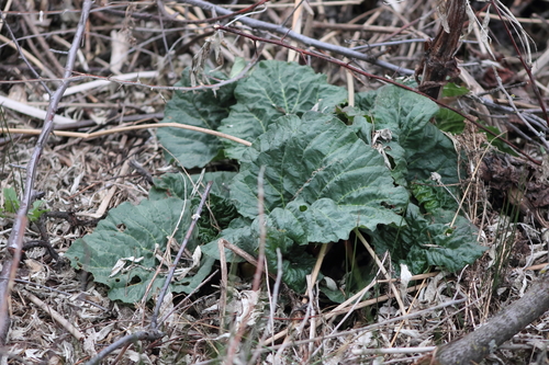Garden rhubarb (Rheum rhabarbarum)