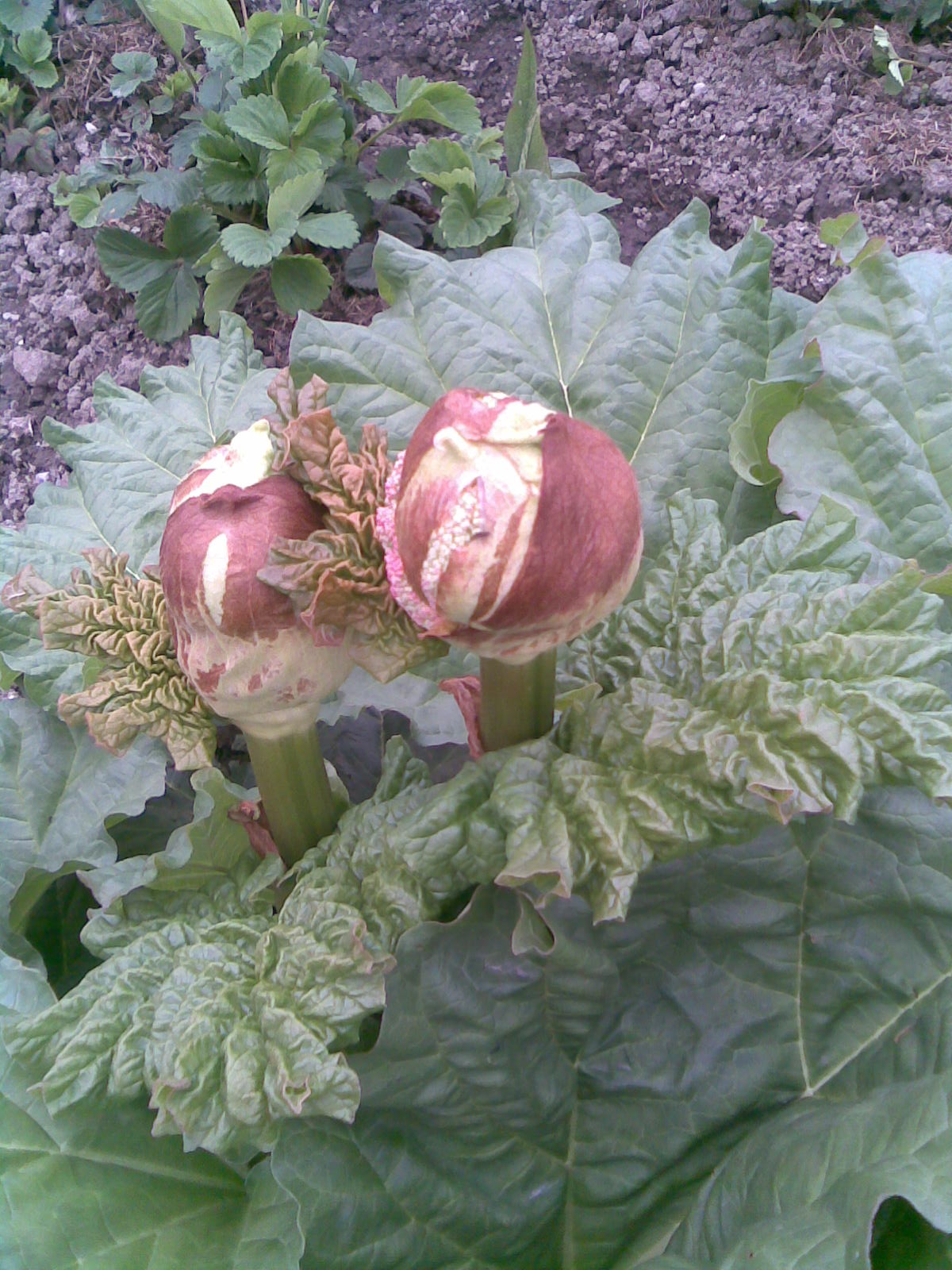 Garden rhubarb: Rhubarb (Rheum rhabarbarum) flowers in my garden in Lónyaytelep, Transylvania.