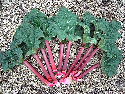 Garden rhubarb: Rheum rhabarbarum leaves and shafts