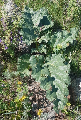 Garden rhubarb (Rheum rhabarbarum)