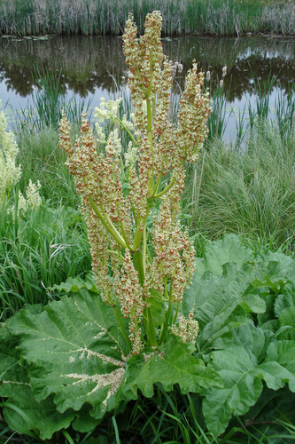 Garden rhubarb (Rheum rhabarbarum)