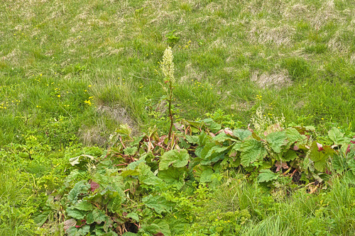 Garden rhubarb (Rheum rhabarbarum)
