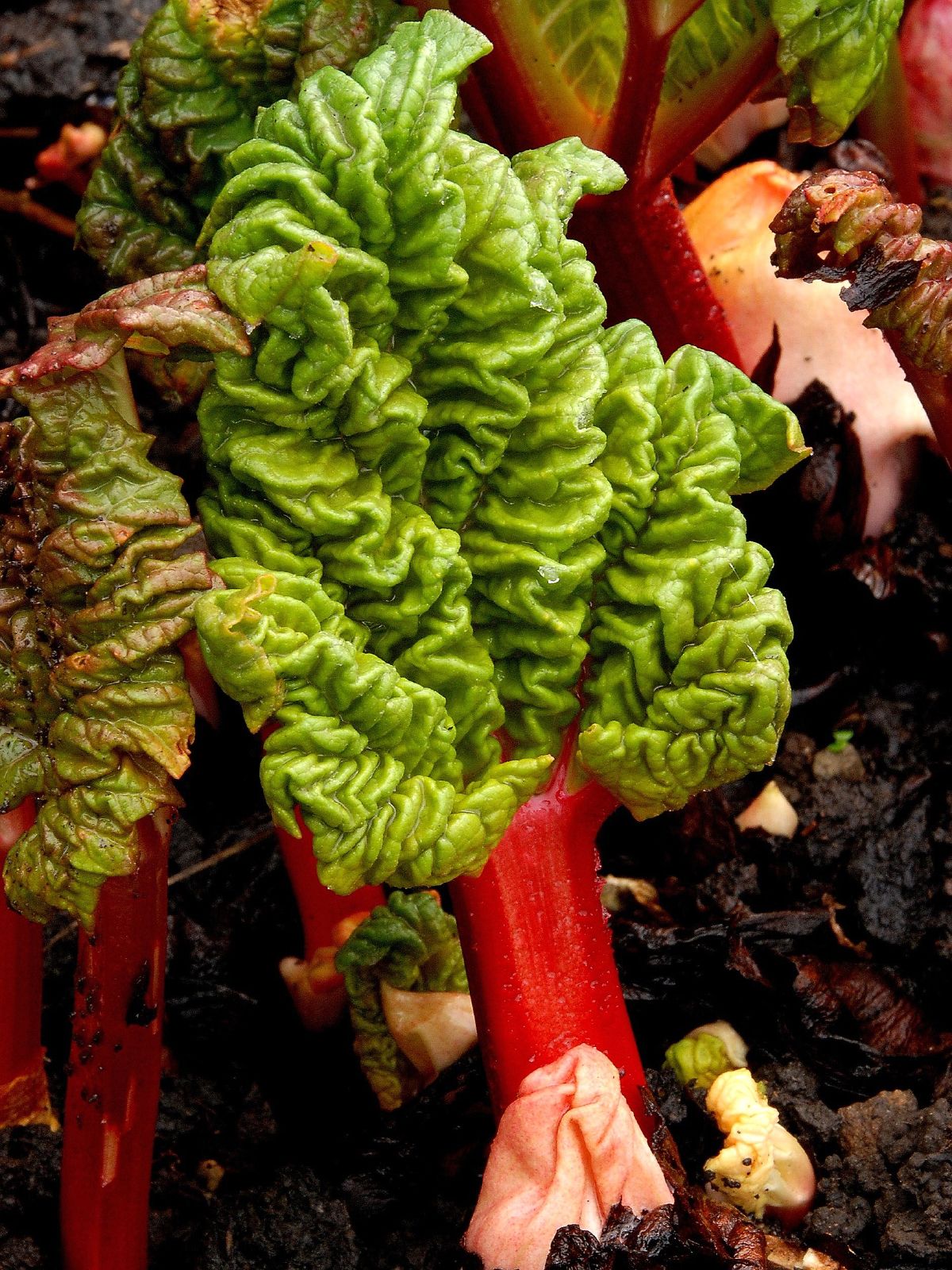 Garden rhubarb: Rheum rhabarbarum - Rhubarb