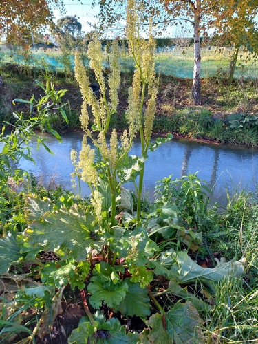 Garden rhubarb (Rheum rhabarbarum)