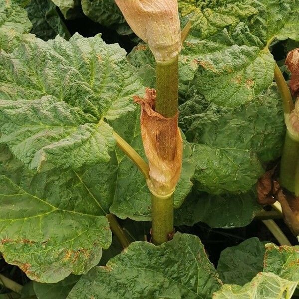 Rheum rhaponticum (Rheum rhaponticum)
