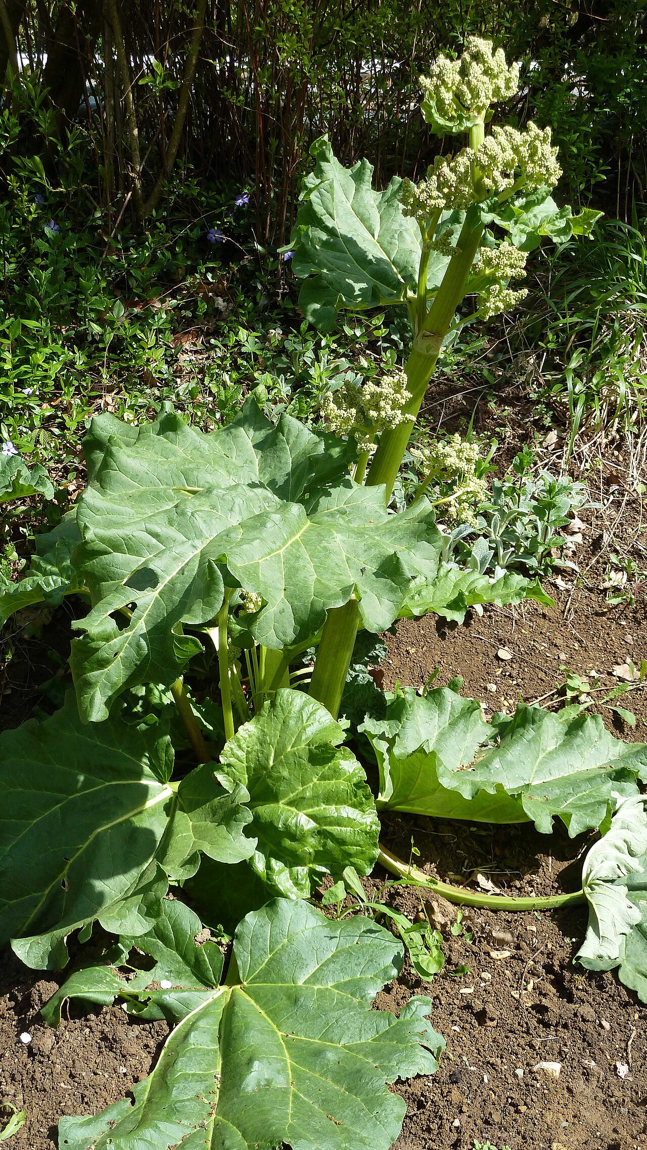 Rheum rhaponticum: Plant de Rheum rhaponticum