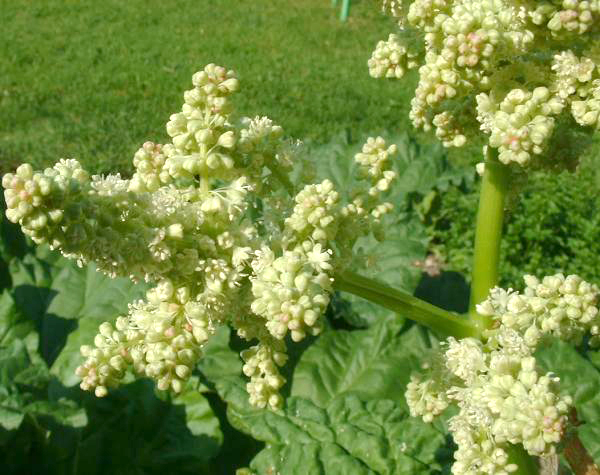 Rheum rhaponticum: Rheum rhaponticum , Rhubarbe, photo J.F. Gaffard, Gy mai 2004,
