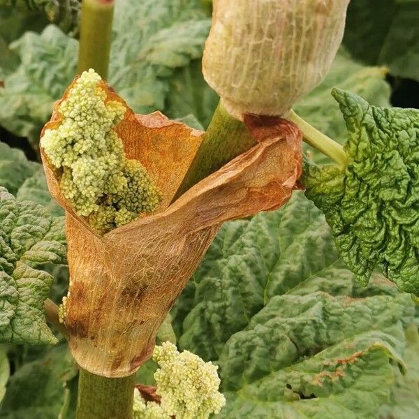 Rheum rhaponticum (Rheum rhaponticum)