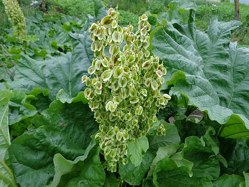 Rheum rhaponticum: Rheum rhaponticum . Found in Bērzi village near Bauska city, Latvia