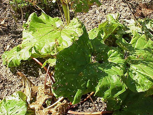 Rheum rhaponticum: Species : Rheum rhaponticum Family : Polygonaceae Image No. 3