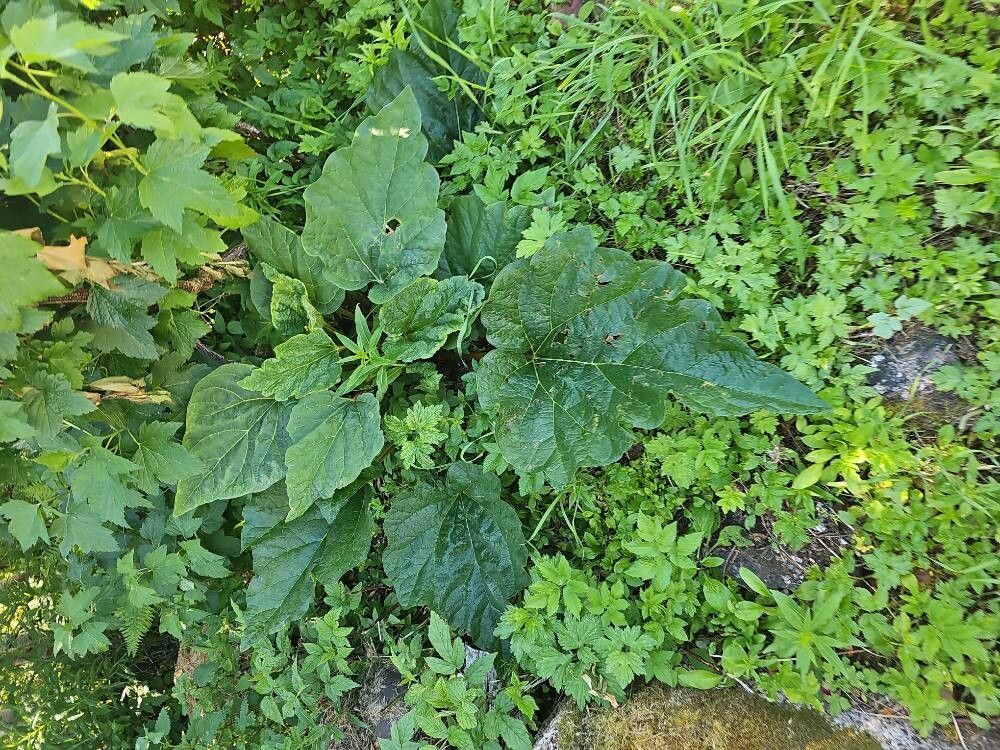 Rheum rhaponticum (Rheum rhaponticum)