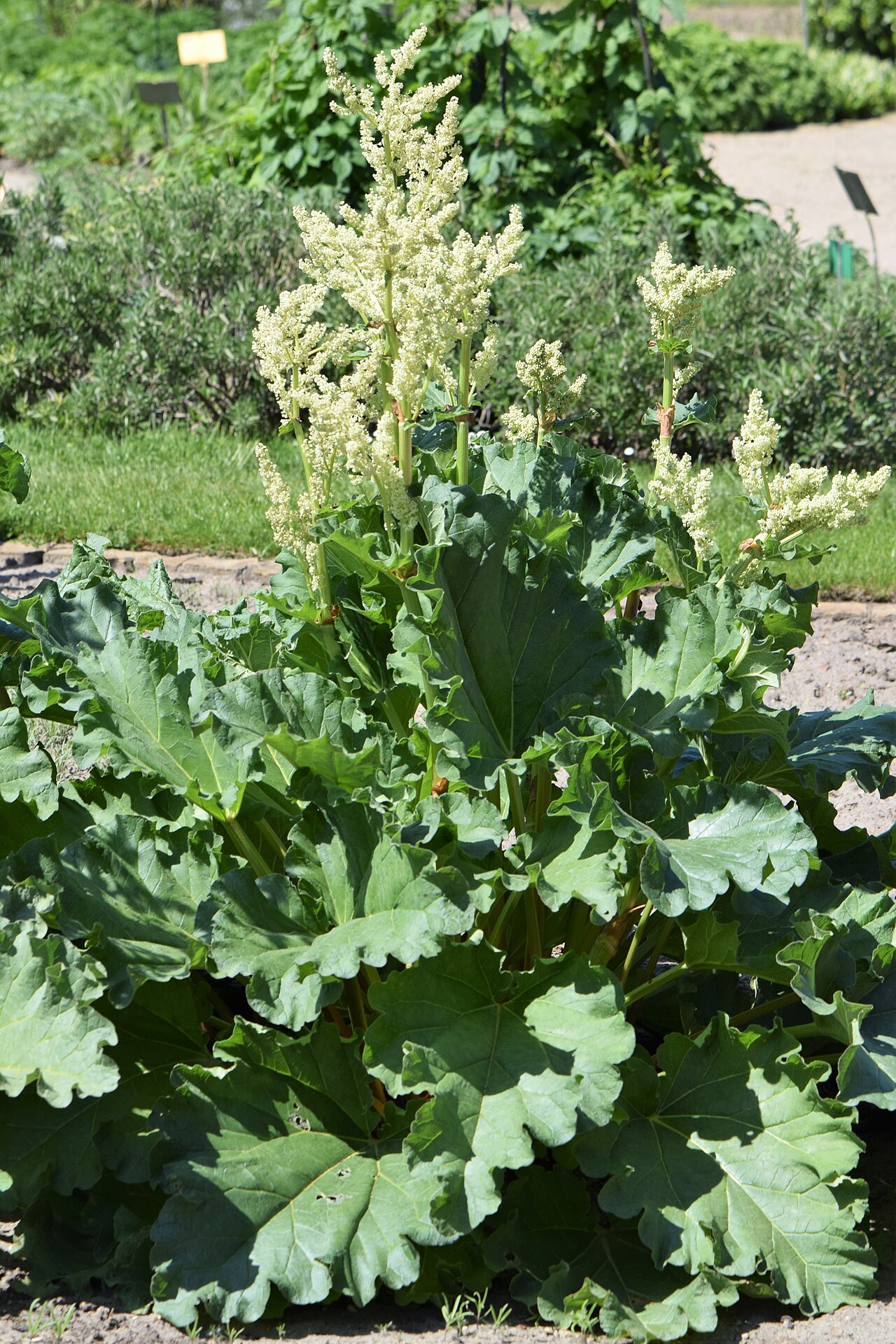 Rheum rhaponticum: Rheum rhaponticum in the Botanischer Garten, Berlin-Dahlem