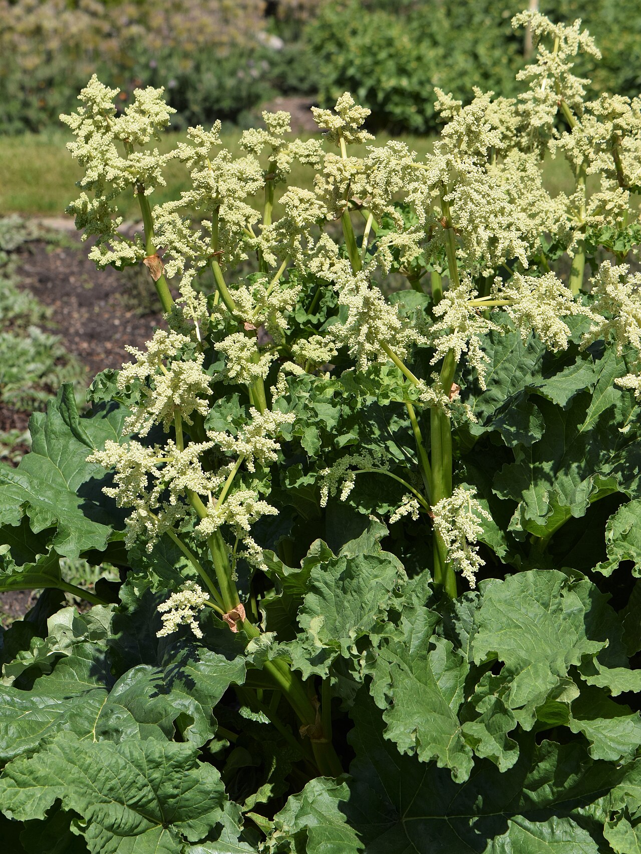 Rheum rhaponticum: Rheum rhaponticum in the Botanischer Garten, Berlin-Dahlem