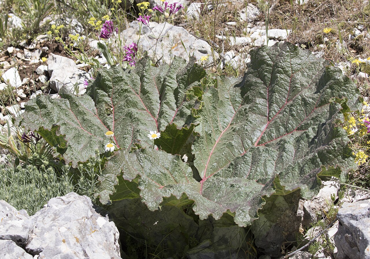 Rheum ribes: Leaves of Syrian rhubarb ( Rheum ribes ). Karasakal Mt. Tufanbeyli - Adana, Turkey.