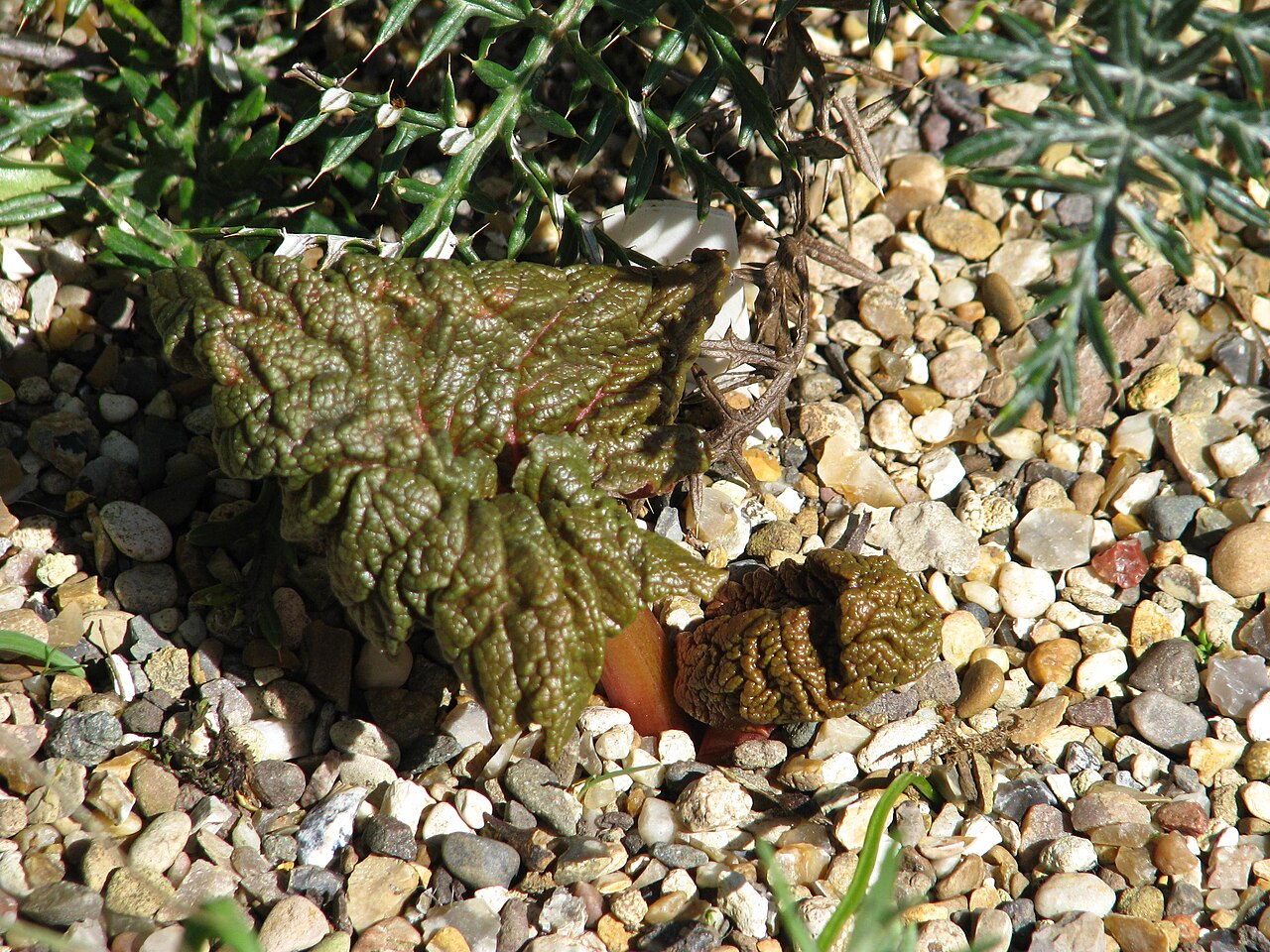 Rheum ribes: Rheum ribes