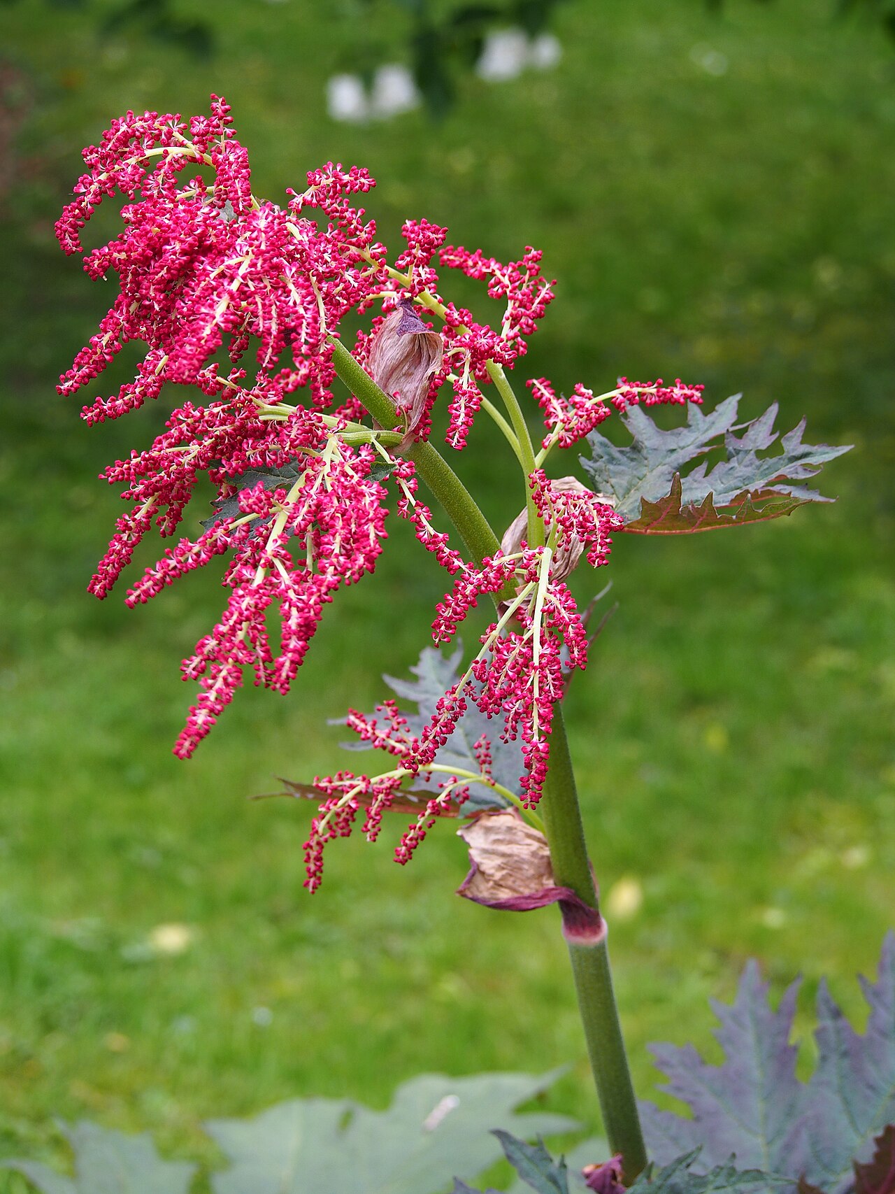 Rheum tanguticum: Rheum tanguticum (Maxim. ex Regel) Balf. (syn. Rheum palmatum subsp. tanguticum (Maxim.) Stampf), inflorescence, plant cultivated in Wrocław University Botanica