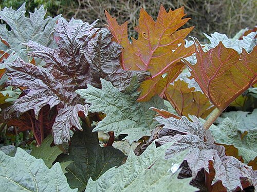 Rheum tanguticum: Rheum tanguticum
