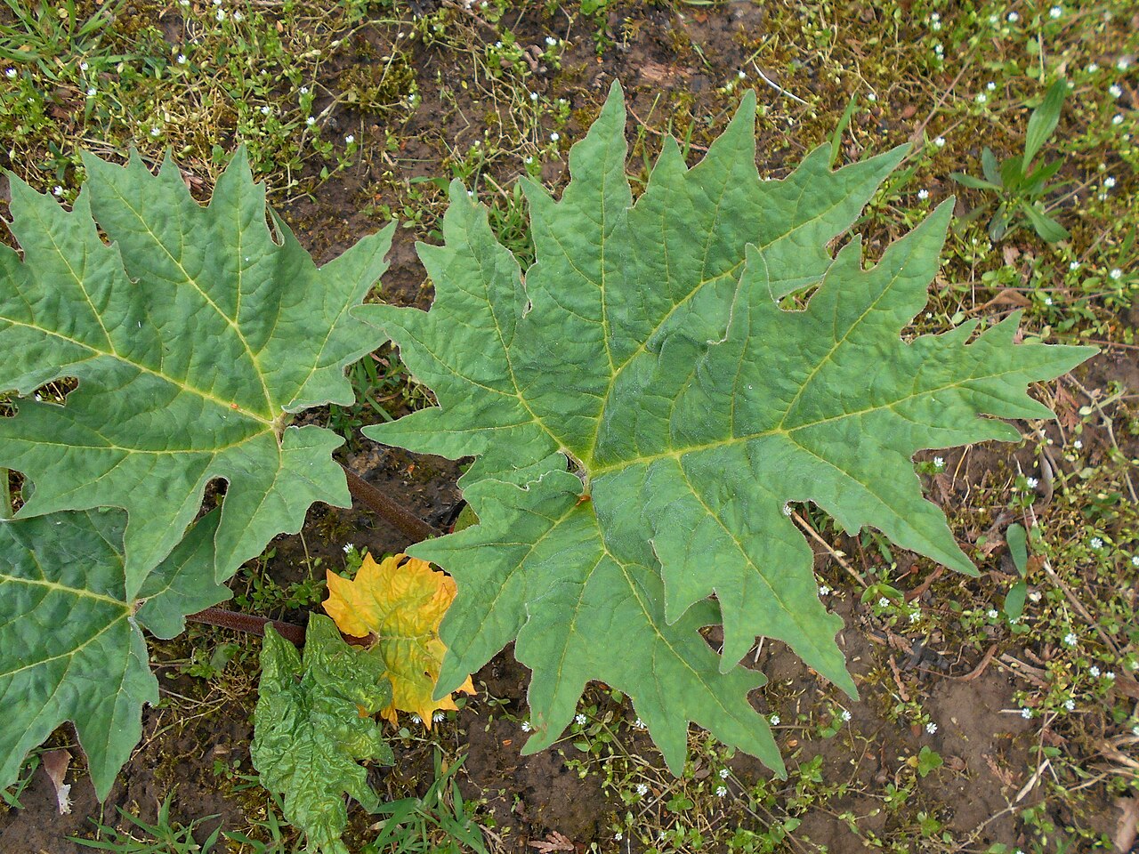 Rheum tanguticum: Rabarbar dłoniasty ( Rheum palmatum var. tanguticum ), Ogród Botaniczny UMCS w Lublinie