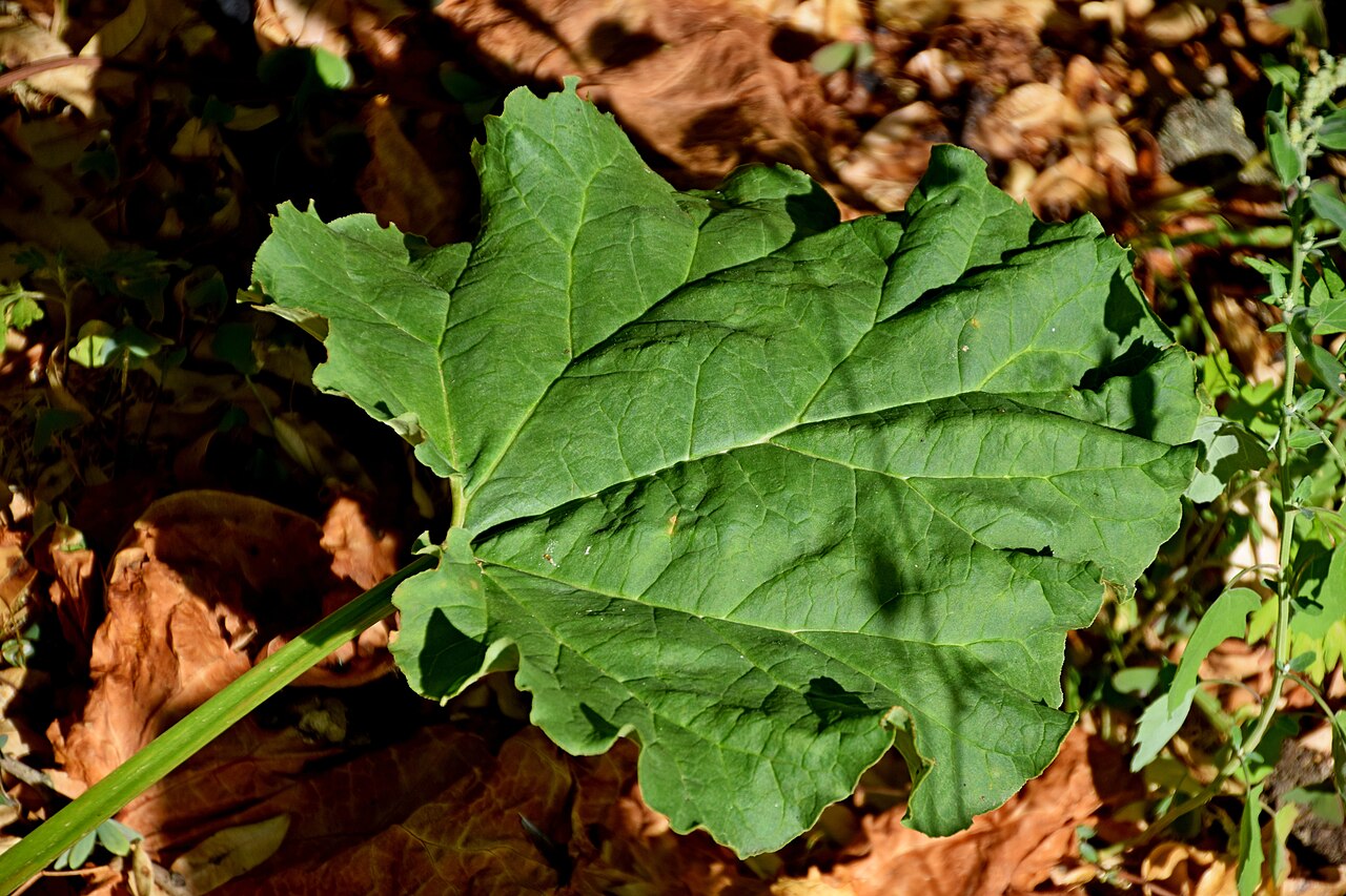 Rheum tanguticum: Rheum tanguticum in Jardin des Plantes de Toulouse