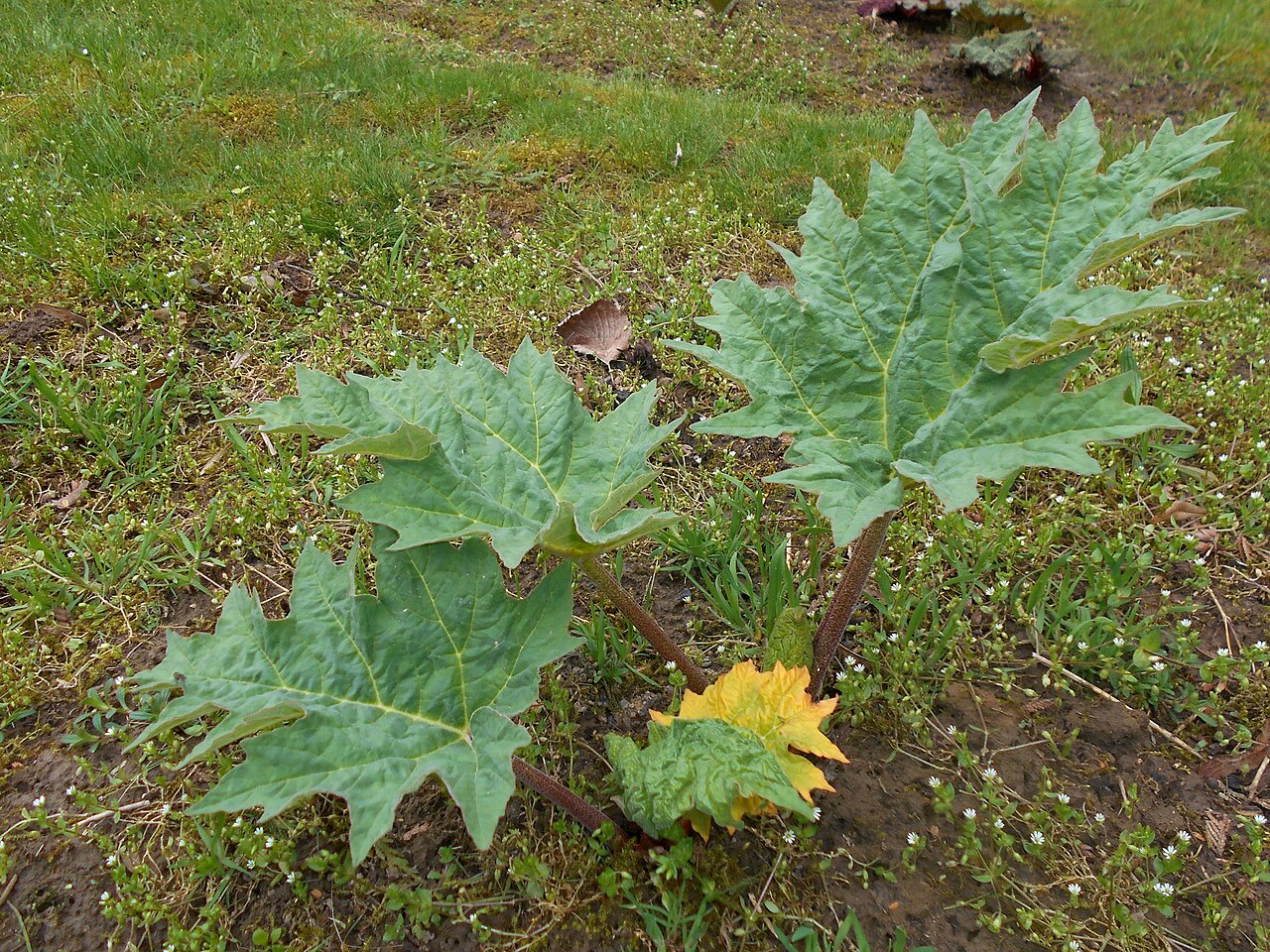 Rheum tanguticum: Rabarbar dłoniasty ( Rheum palmatum var. tanguticum ), Ogród Botaniczny UMCS w Lublinie