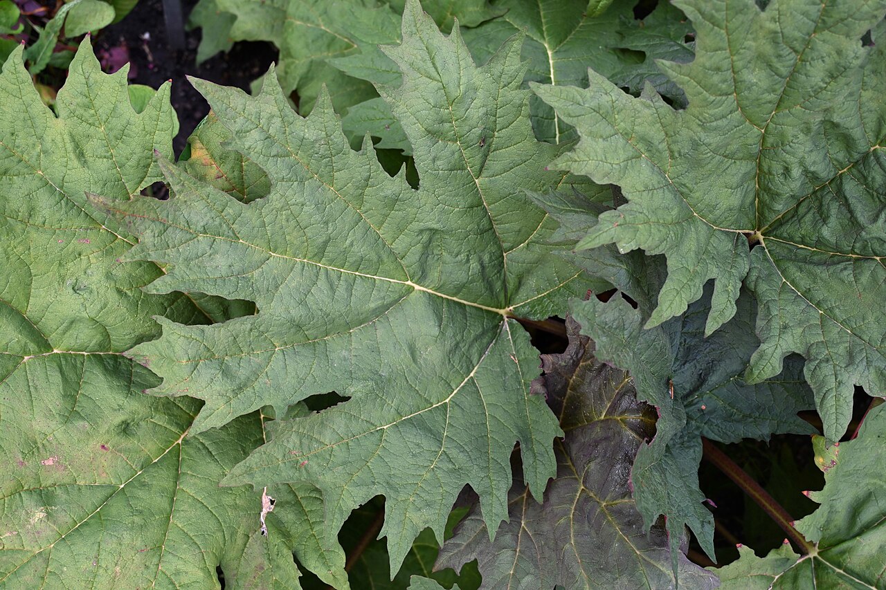 Rheum tanguticum: Rheum tanguticum (Maxim. ex Regel) Balf. (syn. Rheum palmatum subsp. tanguticum (Maxim.) Stampf), leaves, plant cultivated in the Wrocław University Botanical G