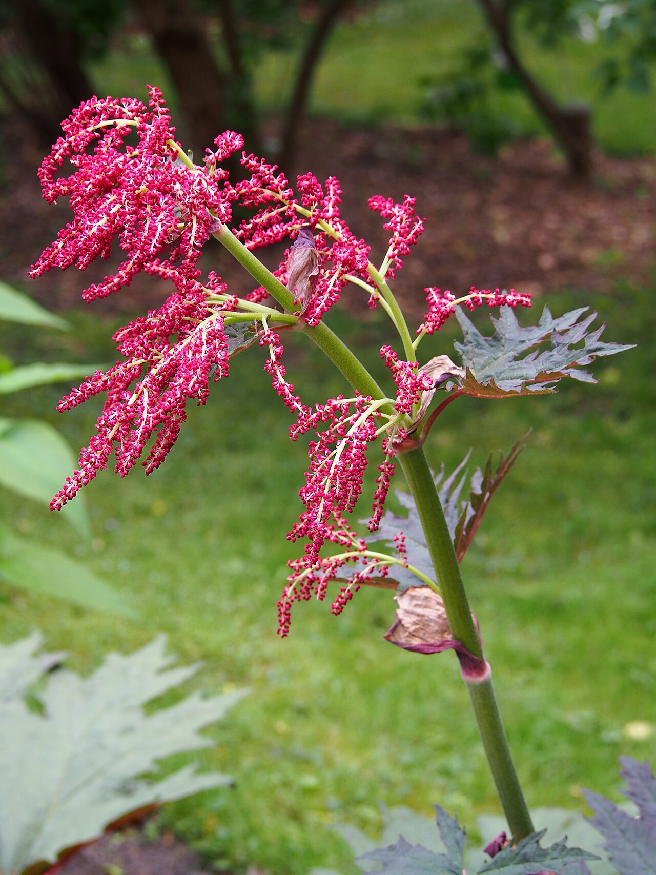Rheum tanguticum: Rheum tanguticum (Maxim. ex Regel) Balf. (syn. Rheum palmatum subsp. tanguticum (Maxim.) Stampf), inflorescence, plant cultivated in Wrocław University Botanica