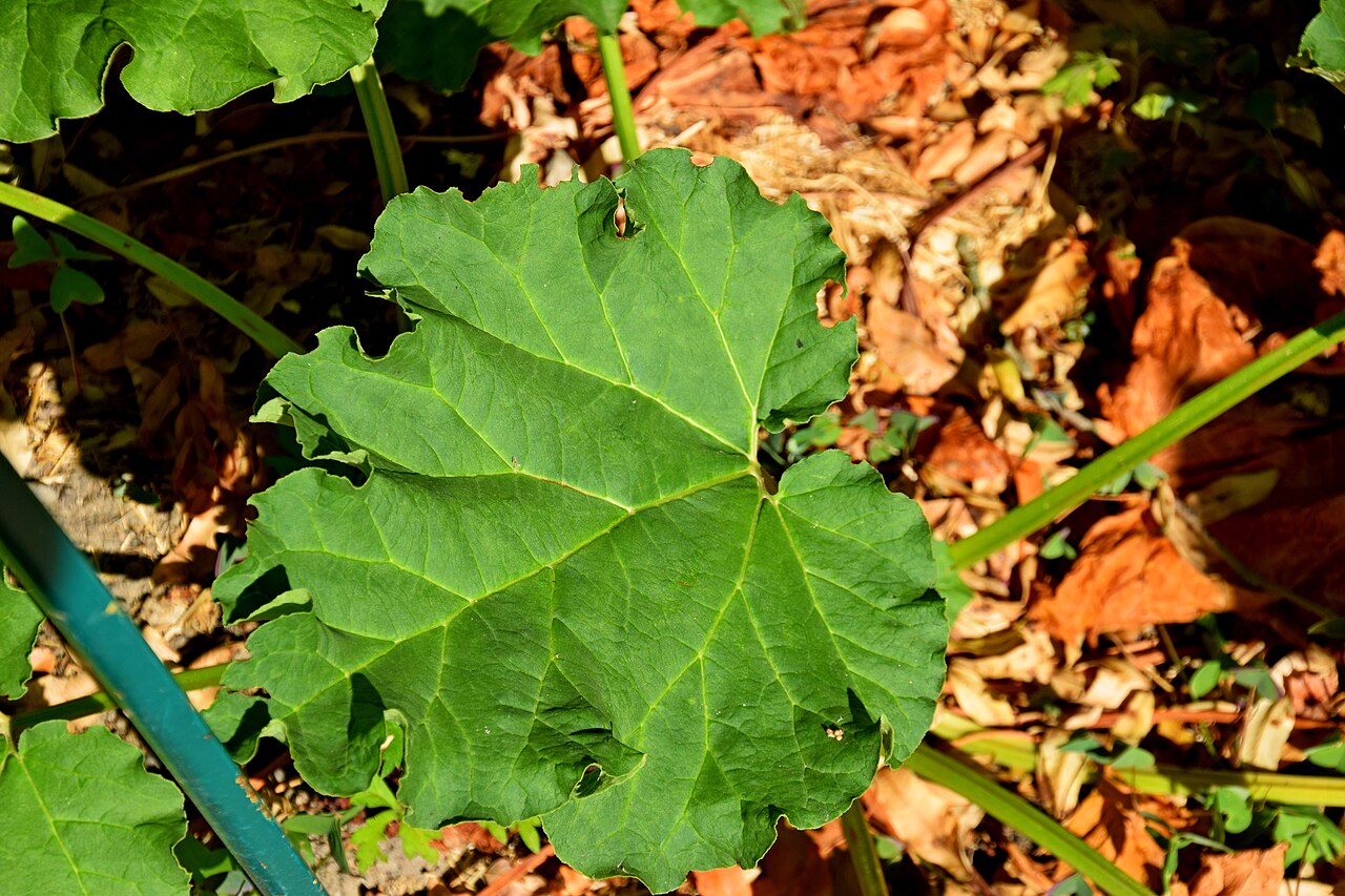 Rheum tanguticum: Rheum tanguticum in Jardin des Plantes de Toulouse