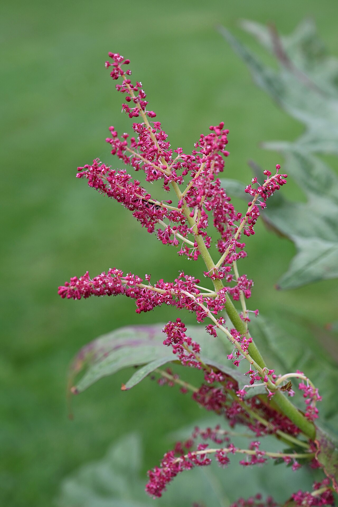 Rheum tanguticum: Rheum tanguticum (Maxim. ex Regel) Balf. (syn. Rheum palmatum subsp. tanguticum (Maxim.) Stampf), inflorescence, plant cultivated in the Wrocław University Bota