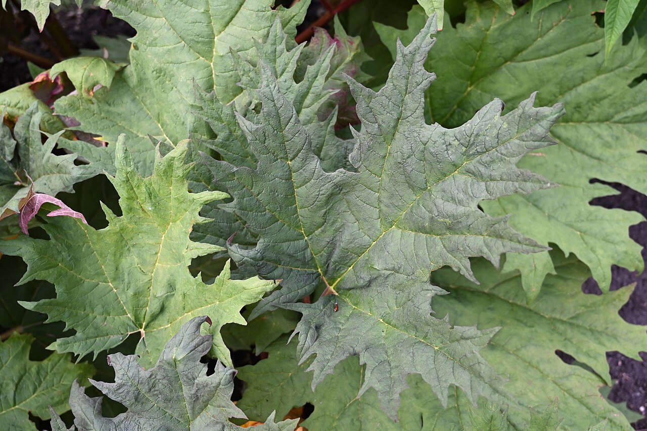 Rheum tanguticum: Rheum tanguticum (Maxim. ex Regel) Balf. (syn. Rheum palmatum subsp. tanguticum (Maxim.) Stampf), leaves, plant cultivated in the Wrocław University Botanical G