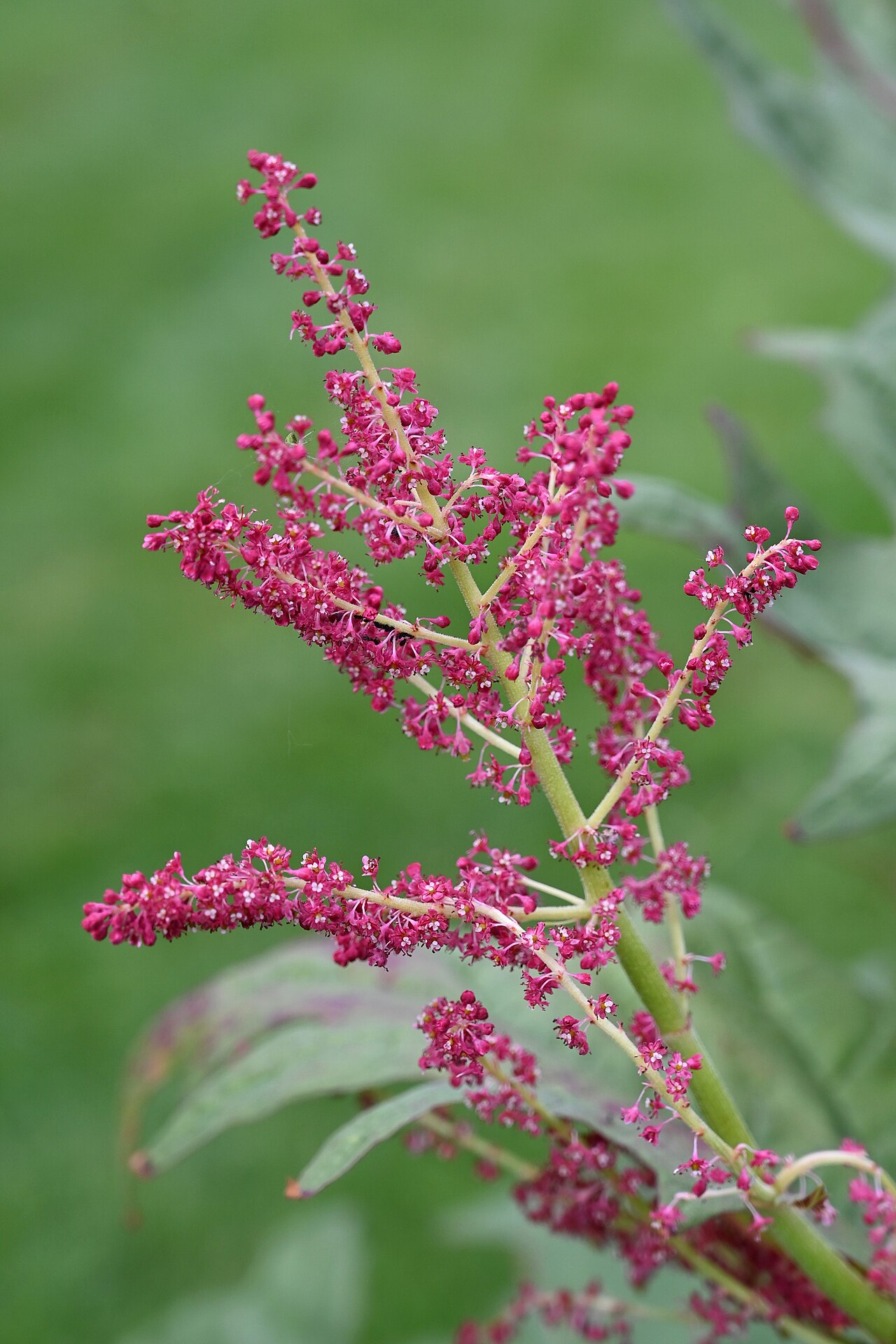 Rheum tanguticum: Rheum tanguticum (Maxim. ex Regel) Balf. (syn. Rheum palmatum subsp. tanguticum (Maxim.) Stampf), inflorescence, plant cultivated in the Wrocław University Bota