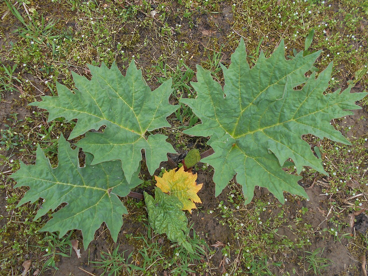 Rheum tanguticum: Rabarbar dłoniasty ( Rheum palmatum var. tanguticum ), Ogród Botaniczny UMCS w Lublinie