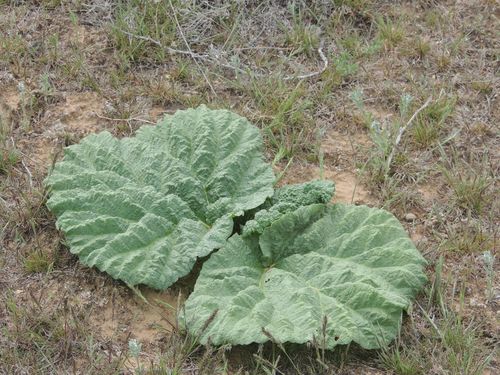 Rheum tataricum (Rheum tataricum)