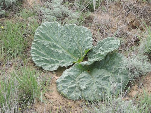 Rheum tataricum (Rheum tataricum)
