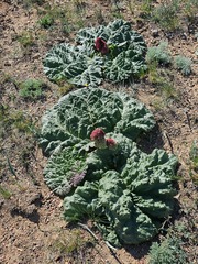 Rheum tataricum (Rheum tataricum)