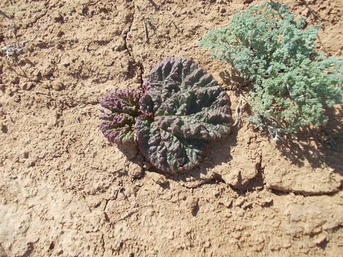 Rheum tataricum (Rheum tataricum)
